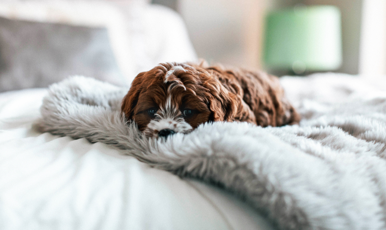 Brown-Eyed Dog Lays on Fluffy Blanket on a Hollingsworth Apartment Bed